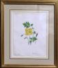 "Yellow Poppy - Papaver Cambricum" by Emily Stackhouse