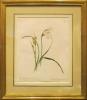 "Common Cotton Grass - Eriophorum Angustifolium" by Emily Stackhouse