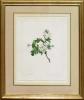 "Hawthorn, Whitethorn - Mespilus Oxycantha" by Emily Stackhouse