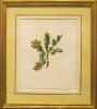 "Common British Oak - Quercus Robur" by Emily Stackhouse