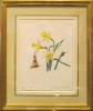"Common Daffodil - Narcissus Pseudo Narcissus" by Emily Stackhouse