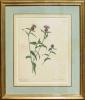"Black Knapweed - Centaurea Nigra" by Emily Stackhouse