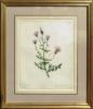 "Field Thistle - Cnicus Arrensis" by Emily Stackhouse